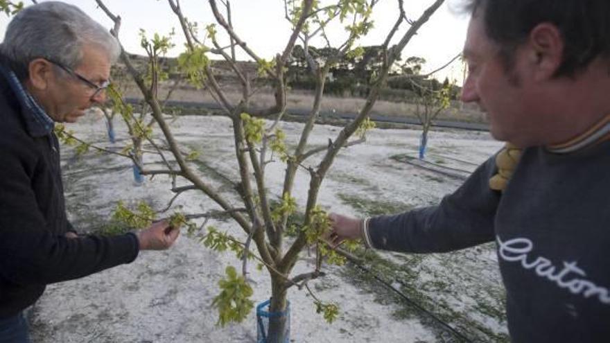 La helada arrasa los frutales en la Vall y causa daños en más del 60% de las cosechas