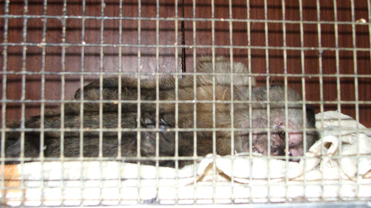 Linito, el mono capuchino rescatado en Barcelona, en la jaula de la que no había salido nunca durante la última década.