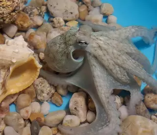 Los pulpos del IEO y Nueva Pescanova cumplen diez meses