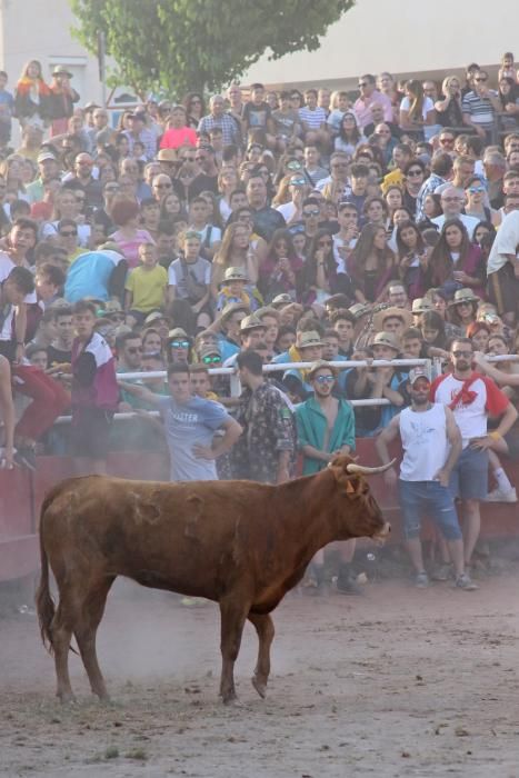 Les vaquetes de Santpedor en imatges