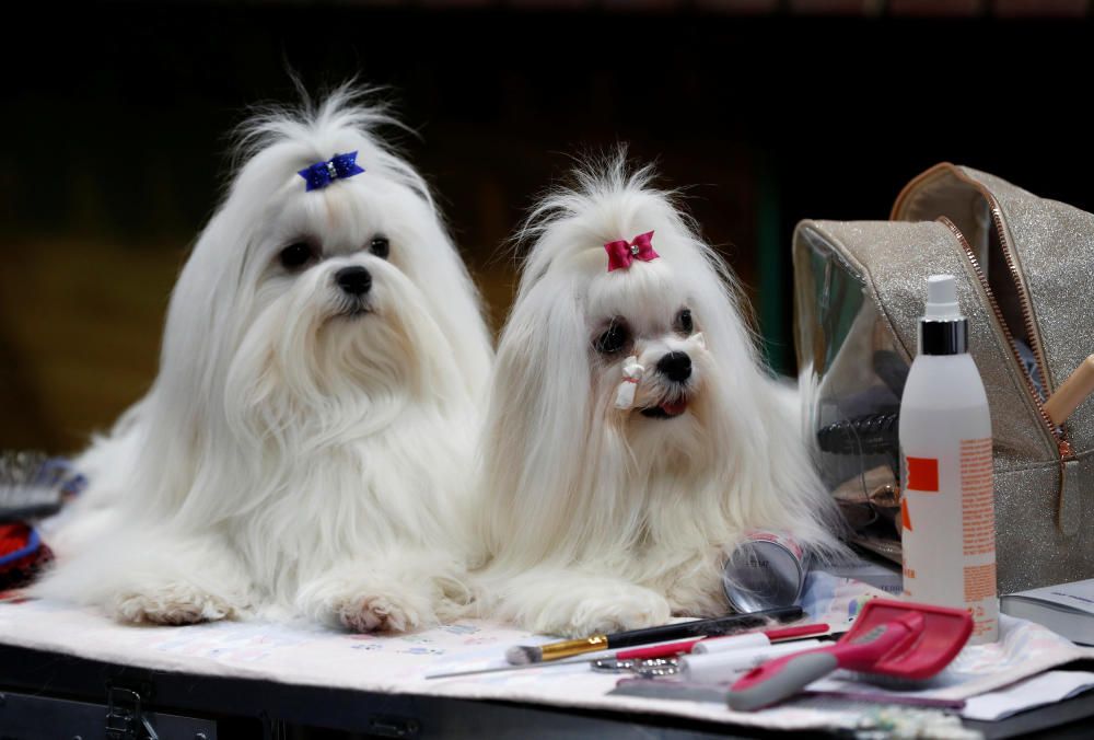 Crufts Dog Show, l'exhibició de gossos més gran d'Anglaterra