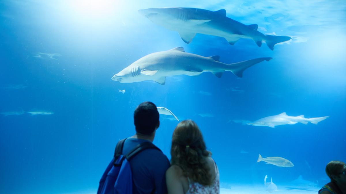 Una pareja de visitantes en el túnel de tiburones del Oceanogràfic.