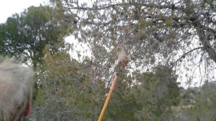 Bolsas de procesionaria y almendros en flor en el municipio de Monóvar.