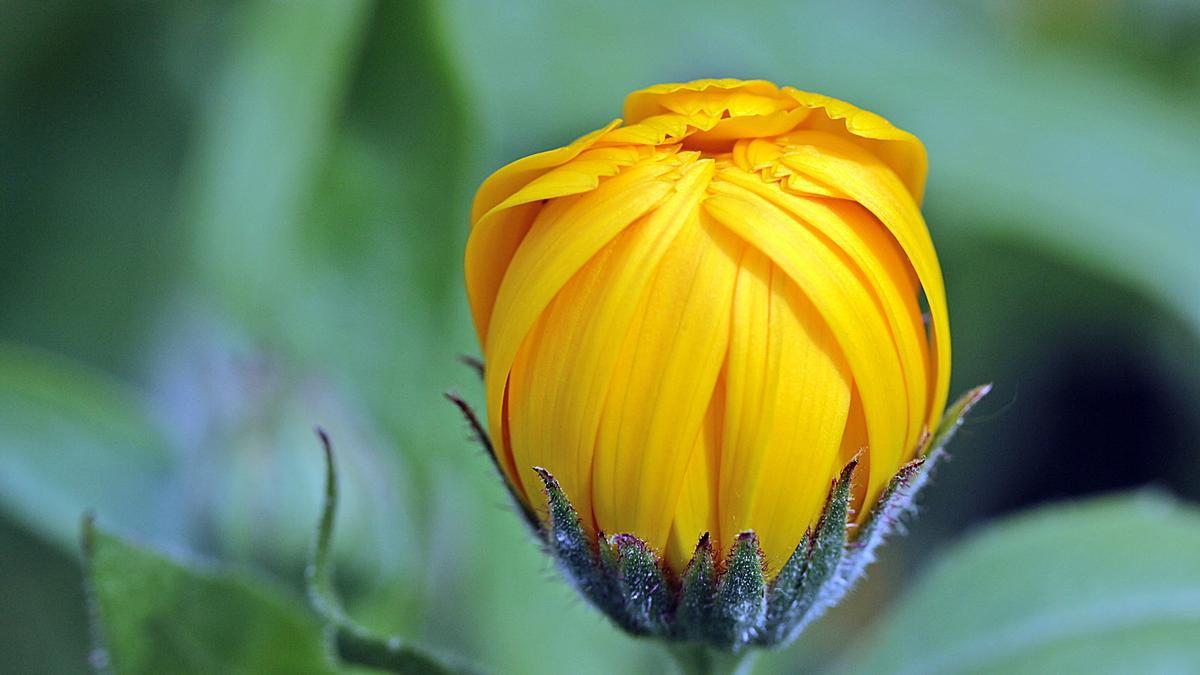 La caléndula o botón de oro ofrece unas bonitas flores amarillentas.