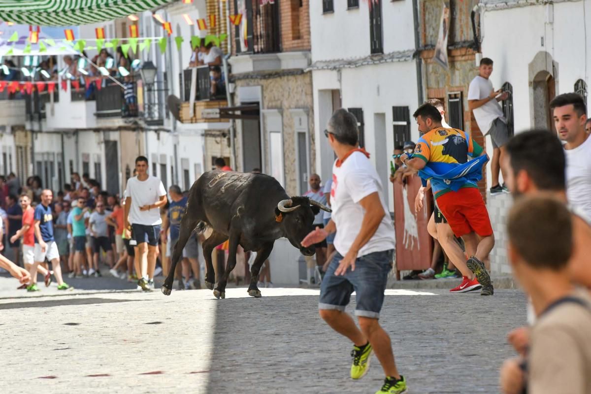 Primer encierro taurino en El Viso