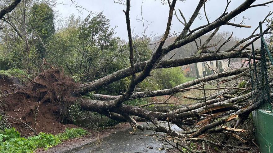 Un árbol arranca el tendido y daña un cierre en Bermés