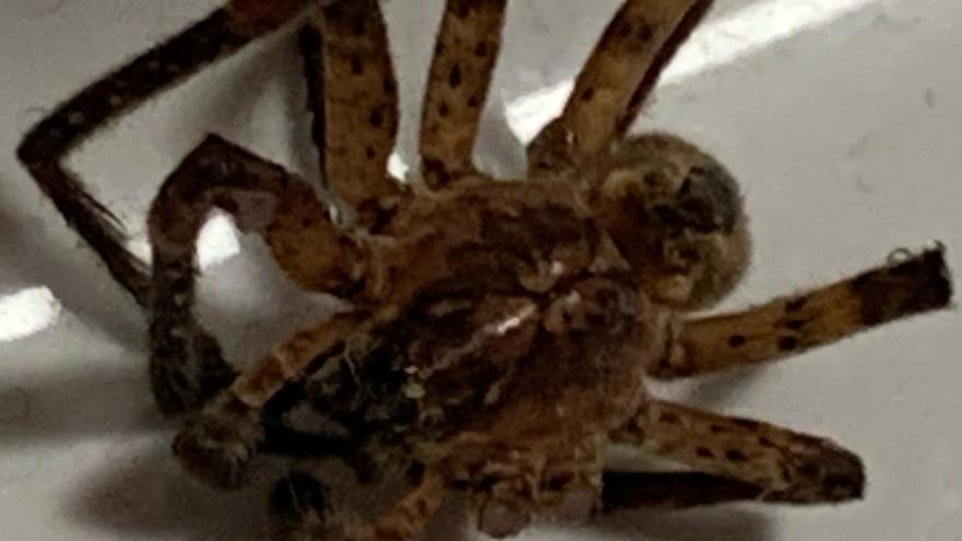 La araña que ha aparecido en la colada de una casa de Ibiza
