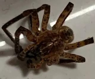 Aparece una araña de casi medio palmo en la colada de una casa de Ibiza