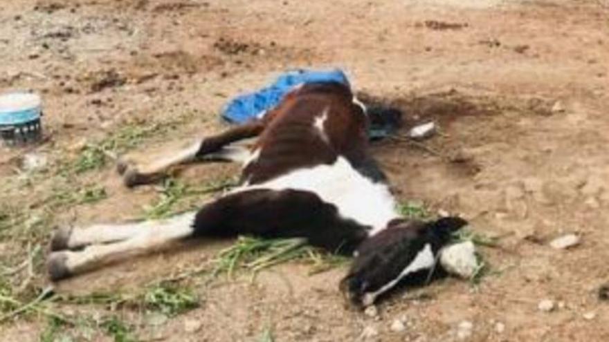 Incautados tres caballos en estado grave de desnutrición en una finca de Son Servera