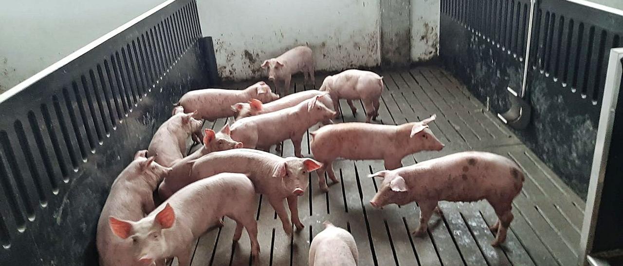 Lechones en una granja de
porcino de A Torre, en la
parroquia de Guillar.