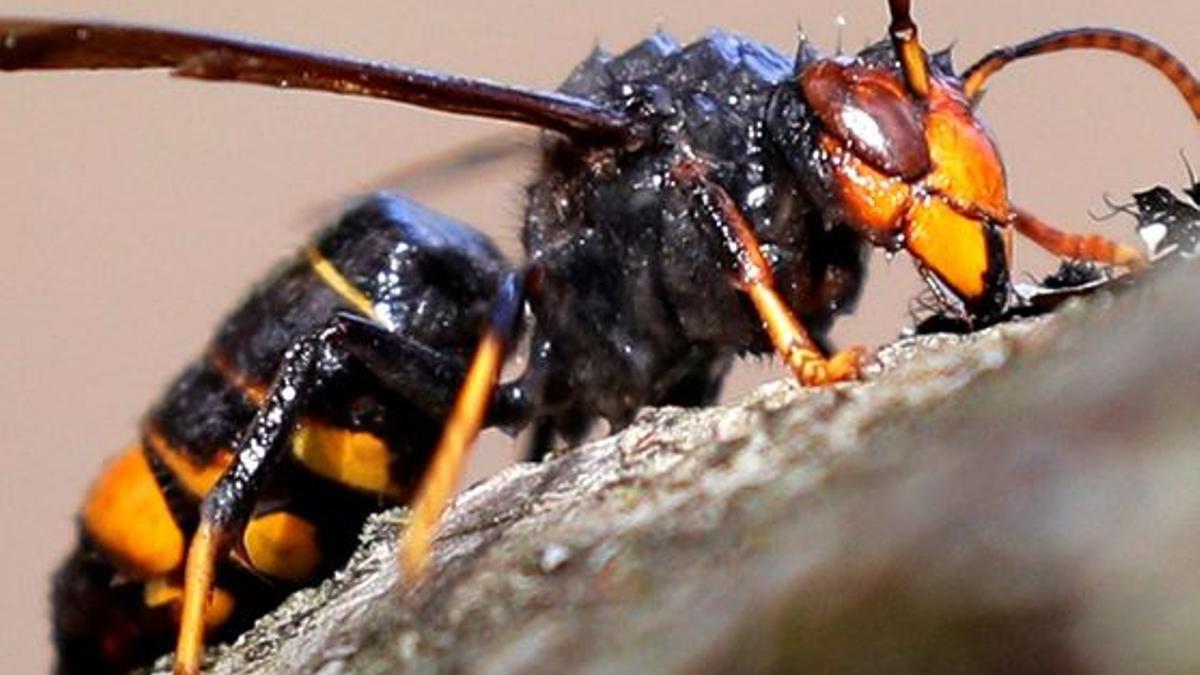 Exemplar de vespa asiàtica en una imatge d'arxiu
