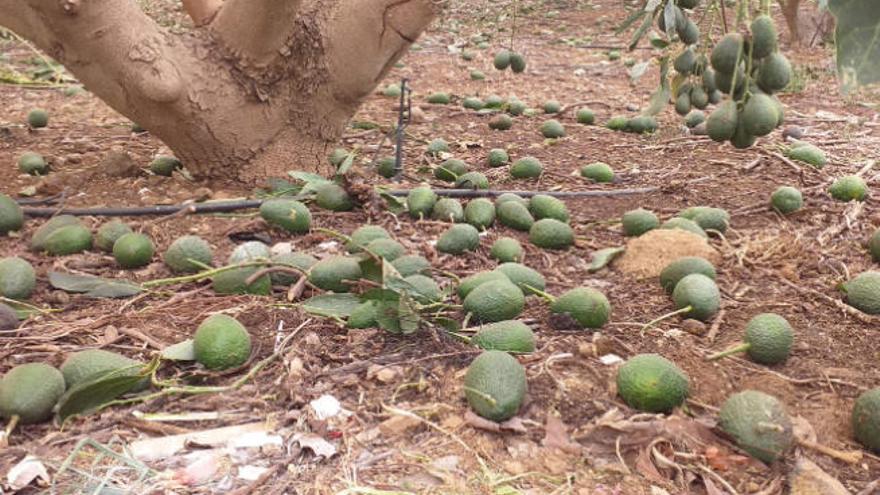 Aguacates caídos al suelo como consecuencia del temporal de viento del pasado mes de febrero.