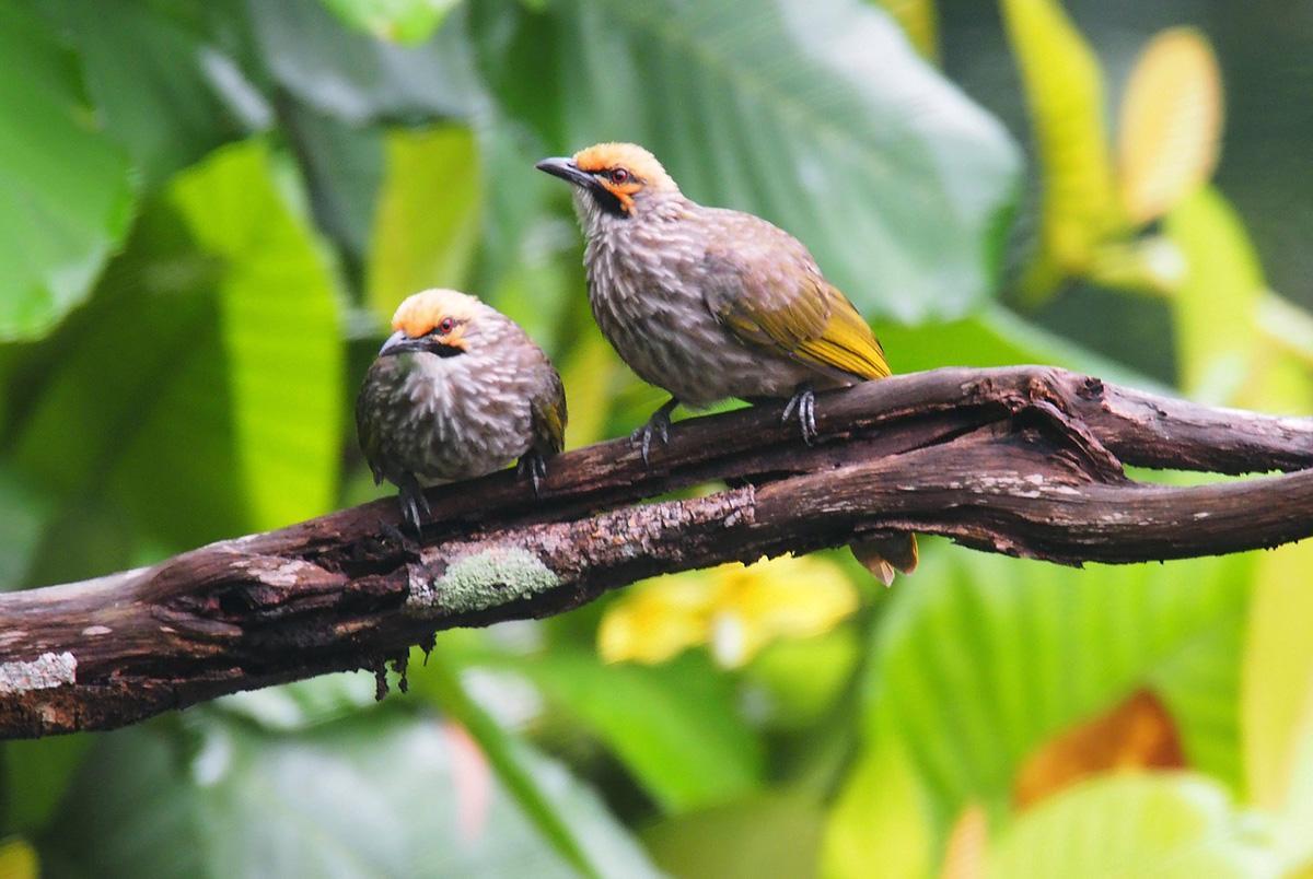 El bulbul cabeciamarillo (Pycnonotus zeylanicus) es una especie en peligro crítico.