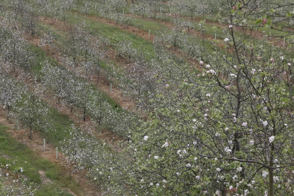 Manzanos en flor en Serín