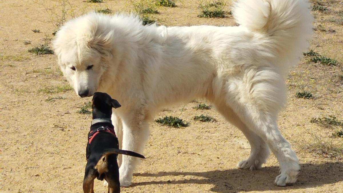 Dos gossos se saluden en un descampat de València