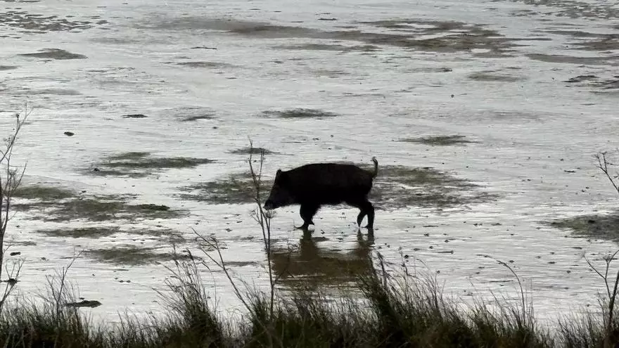 Un jabalí buscando marisco en el istmo de A Lanzada
