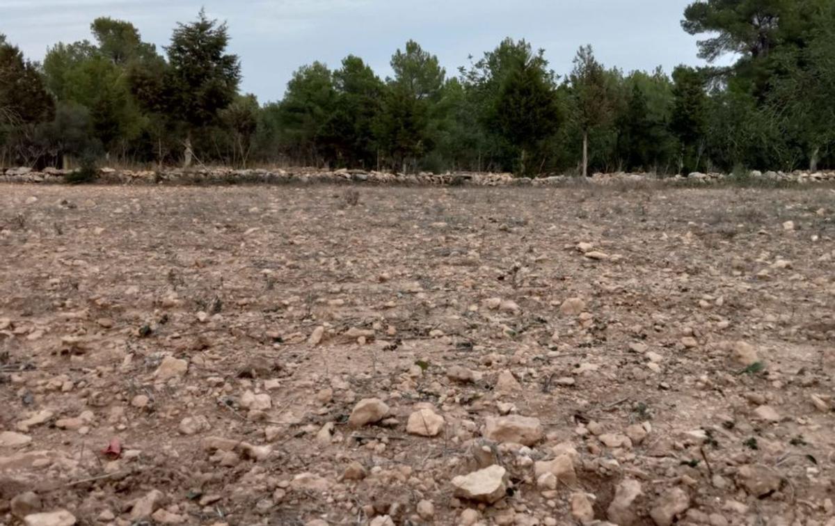 Pep Ferrer Marí en los alrededores de Sant Francesc, en Formentera. | CARMELO CONVALIA