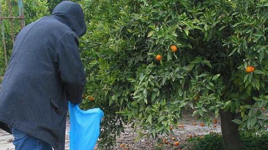 Un nuevo robo de 20 toneladas de naranjas causa la alarma en La Murada