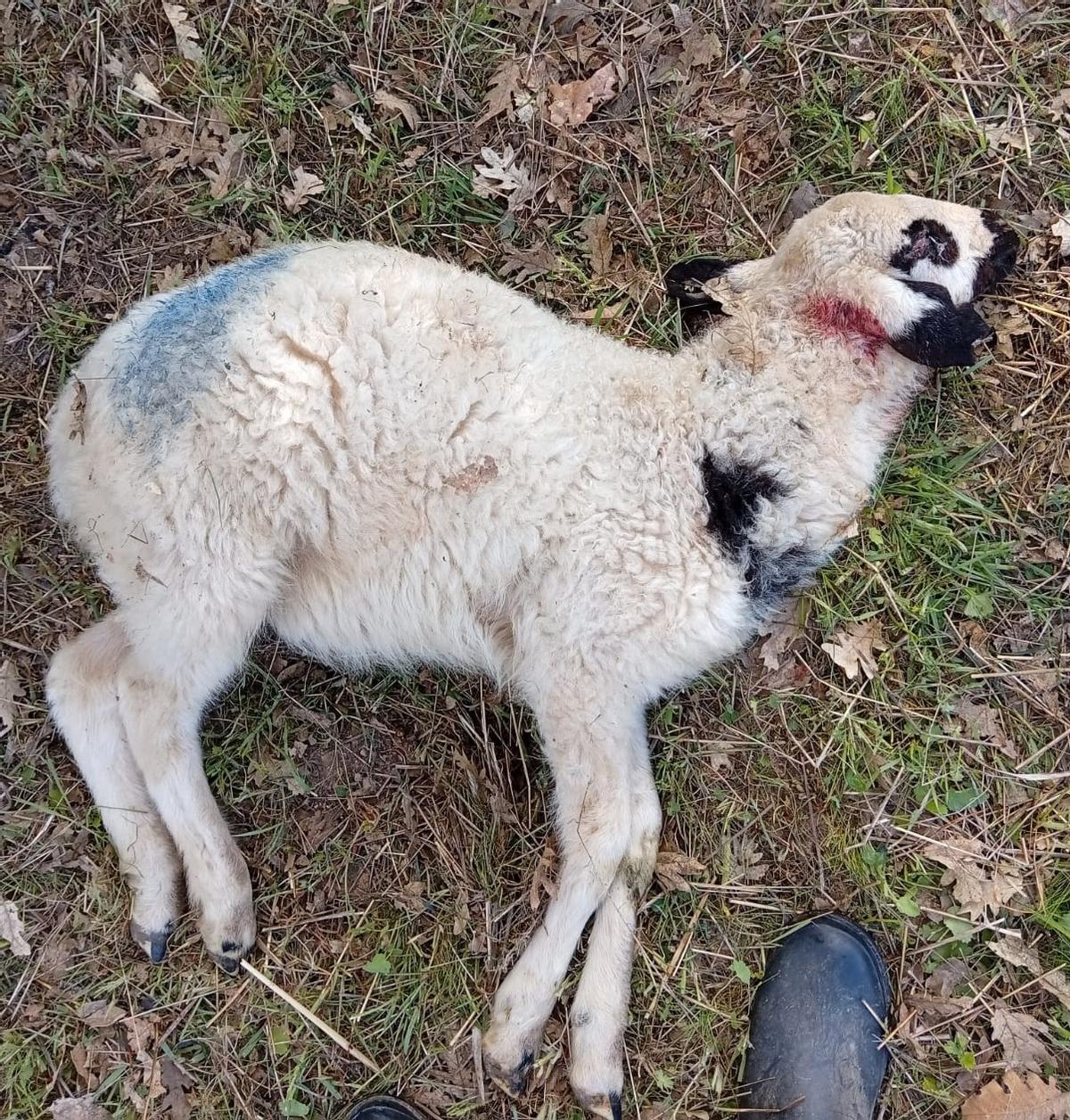 Oveja muerta por un ataque del lobo en Fresnadillo