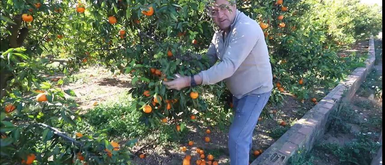 Agricultores obligados a tirar la naranja en Sagunt