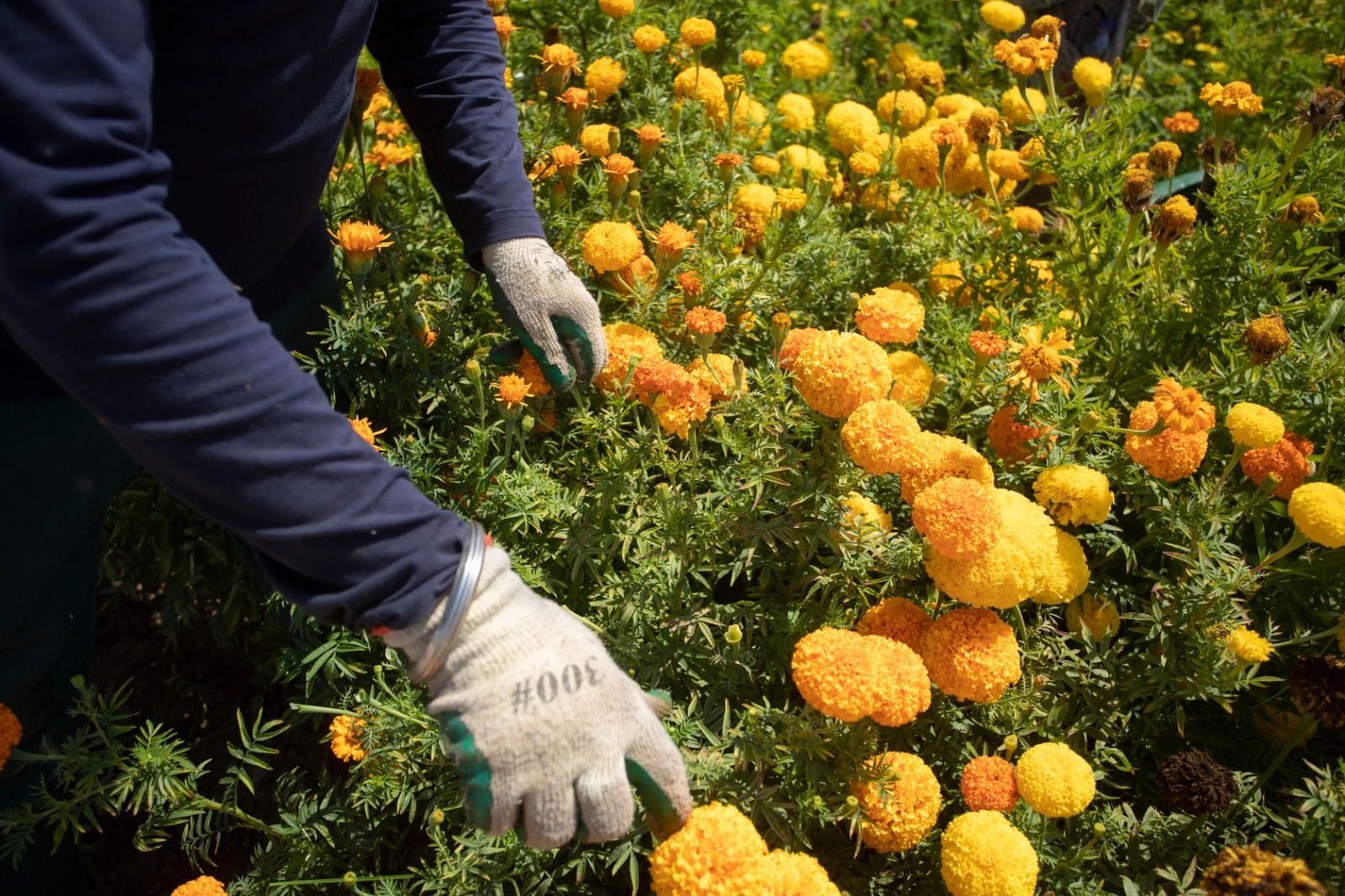 Recogida del clavellón para la Batalla de Flores 2022