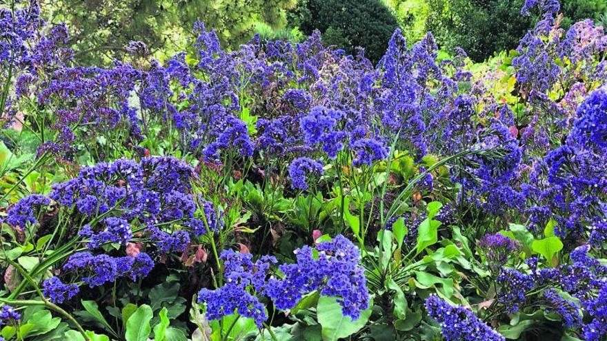 Nur eines verträgt das Limonium im Inselgarten nicht: zu viel Gießwasser. Hier die Sorten „Limonium arborescens“ und „Limonium perezii“ im Botanischen Garten von Sóller.