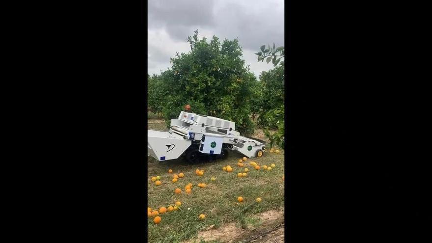 Una 'roomba' para el campo permitirá reutilizar más del 50 % de la fruta de destrío