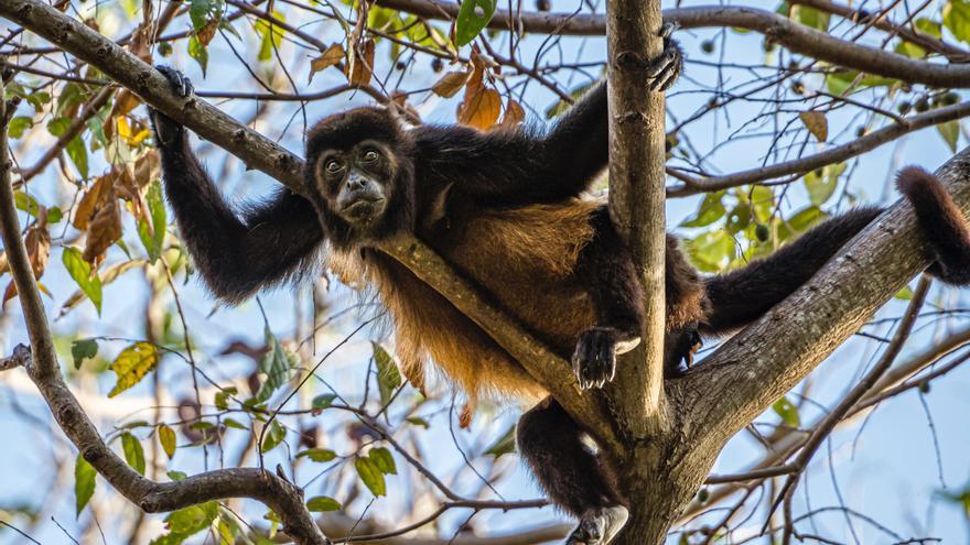 Nace en el zoo de Barcelona un mono araña, especie en peligro crítico de extinción