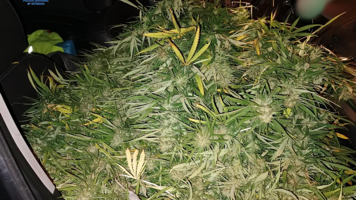 Plantas de marihuana encontrados en el maletero de un coche en Palma.