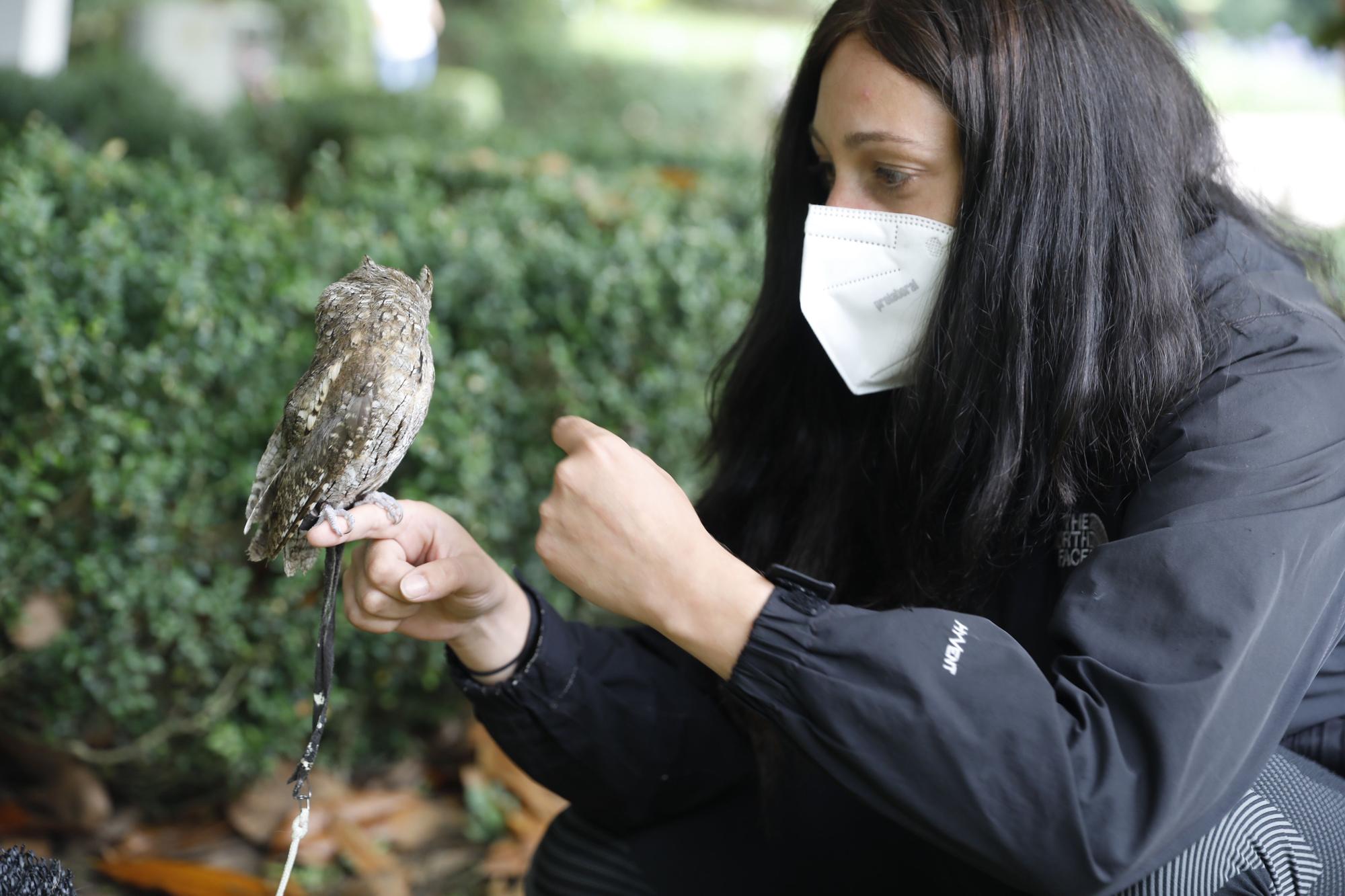 Los vuelos nocturnos de los búhos vuelven al Botánico de Gijón