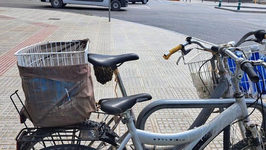 La Policía Local de Ibiza alerta de la presencia de enjambres de abejas en un aparcamiento de bicicletas