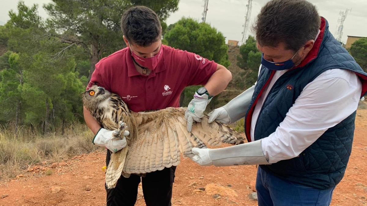 Liberan un búho real tras su paso por el Centro de Recuperación de Fauna