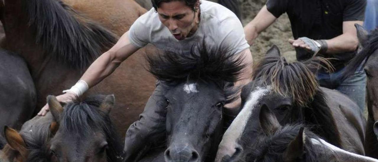 Aloitadores, facendo o seu labor nun dos curros da última Rapa das Bestas de Sabucedo. // Bernabé /J. Lalín