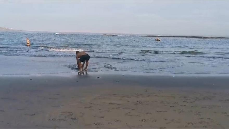 Calamar despitado en Las Canteras: '¡Nos lo vamos a comer de...!'