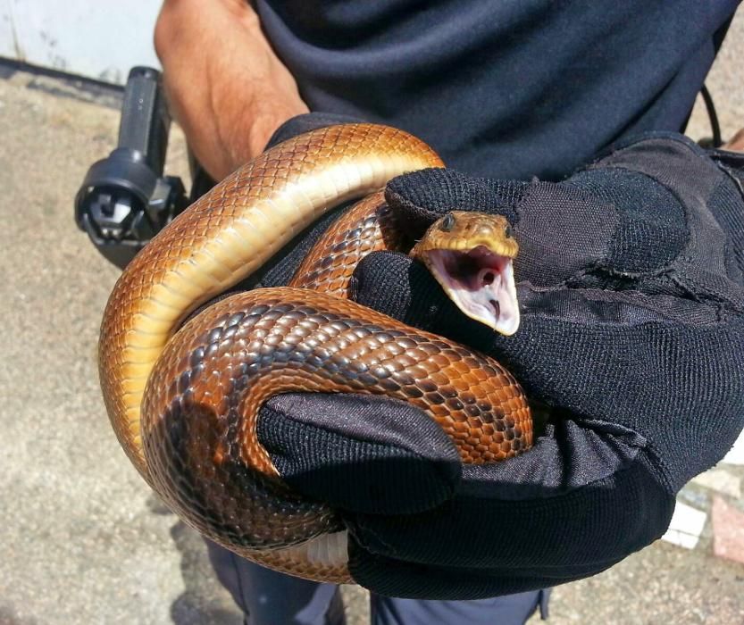 Hallan una serpiente en el patio de una casa