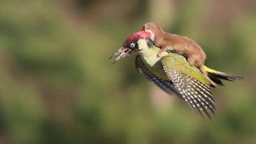 El increíble vuelo de una comadreja a lomos de un pájaro