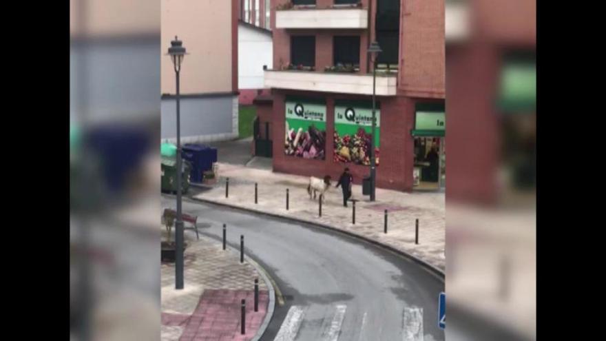 Al galope por Avilés: La Policía Local prende a un caballo que andaba suelto por Versalles