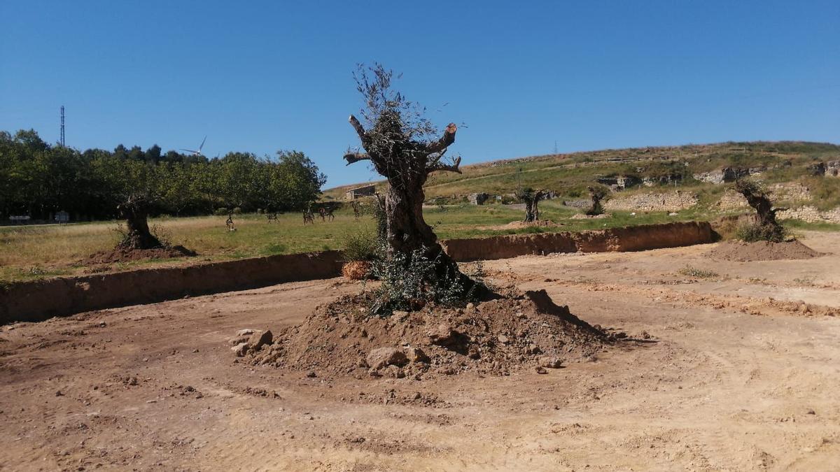 Los árboles tienen 700 años de antigüedad y proceden de Sevilla