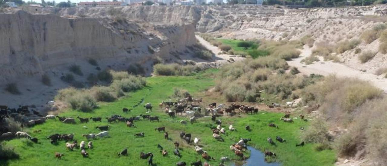 Un rebaño de ovejas, cabras y vacas se alimentaba esta semana del cauce verde del río Seco, cuyo desértico entorno evidencia la falta de lluvias en El Campello