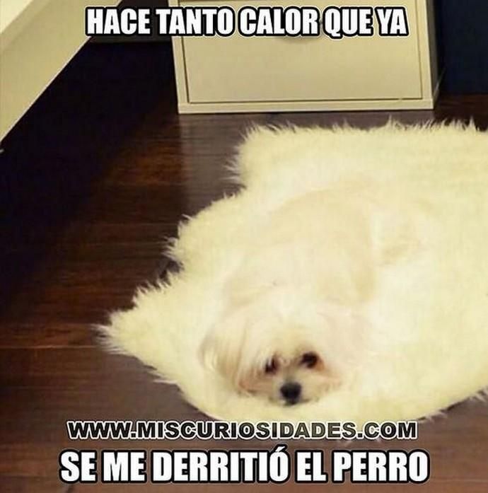 Los memes del calor atacan de nuevo