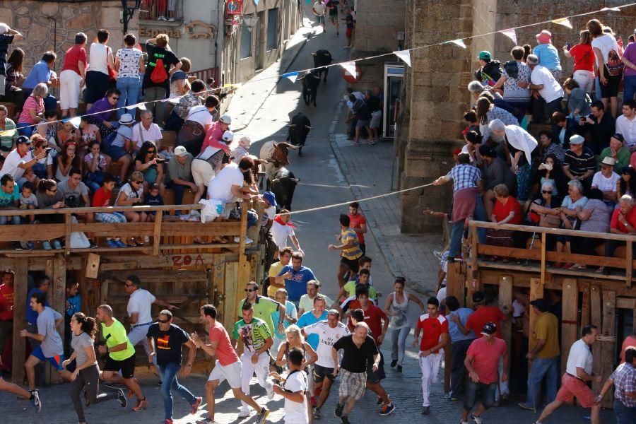 Fiestas en Zamora: Último encierro en Fermoselle