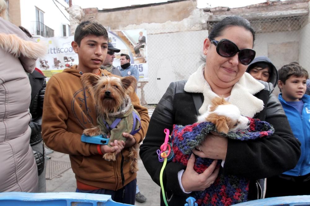 Bendición de los animales en Cartagena