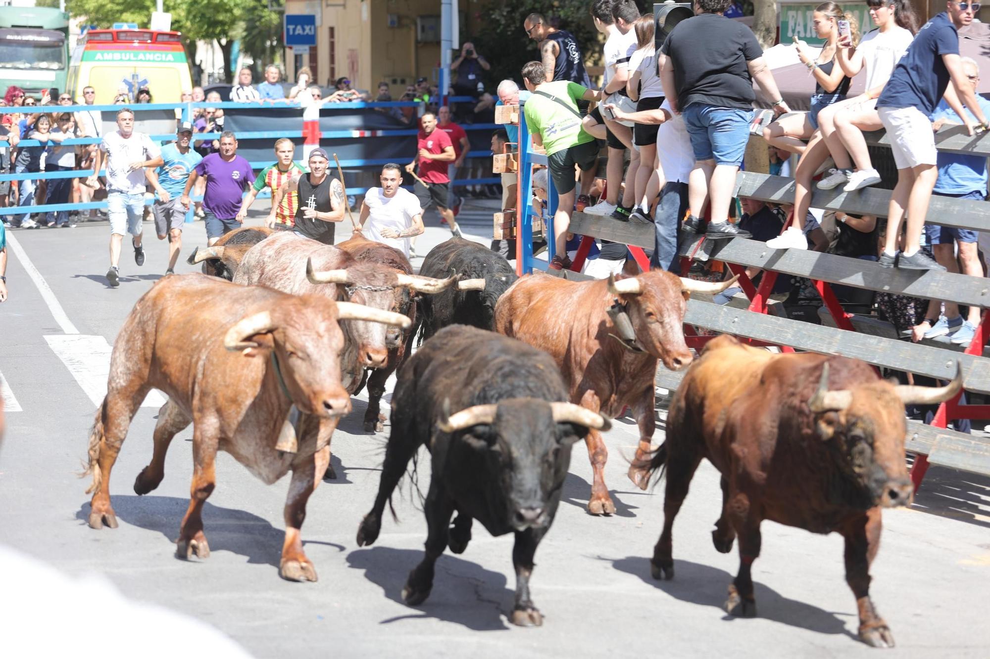 Encierro de cerriles en las fiestas de Sant Pere del Grau