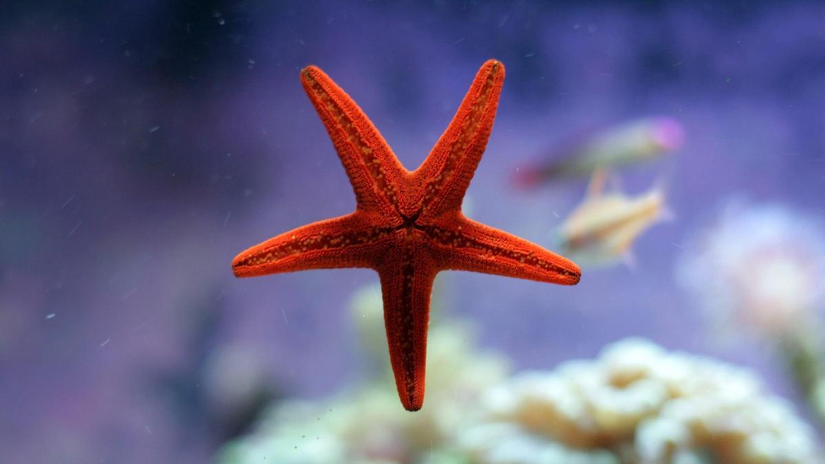 ESTRELLAS DE MAR: Descubren que las estrellas de mar tienen un cerebro en  cada brazo