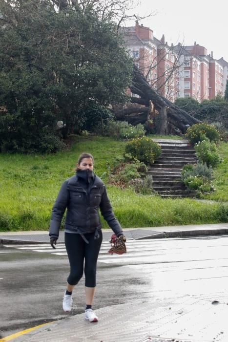 Daños del temporal en Gijón.