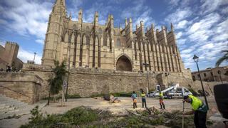 Anwohner auf Mallorca verärgert: Palma fällt die große Kiefer vor der Kathedrale