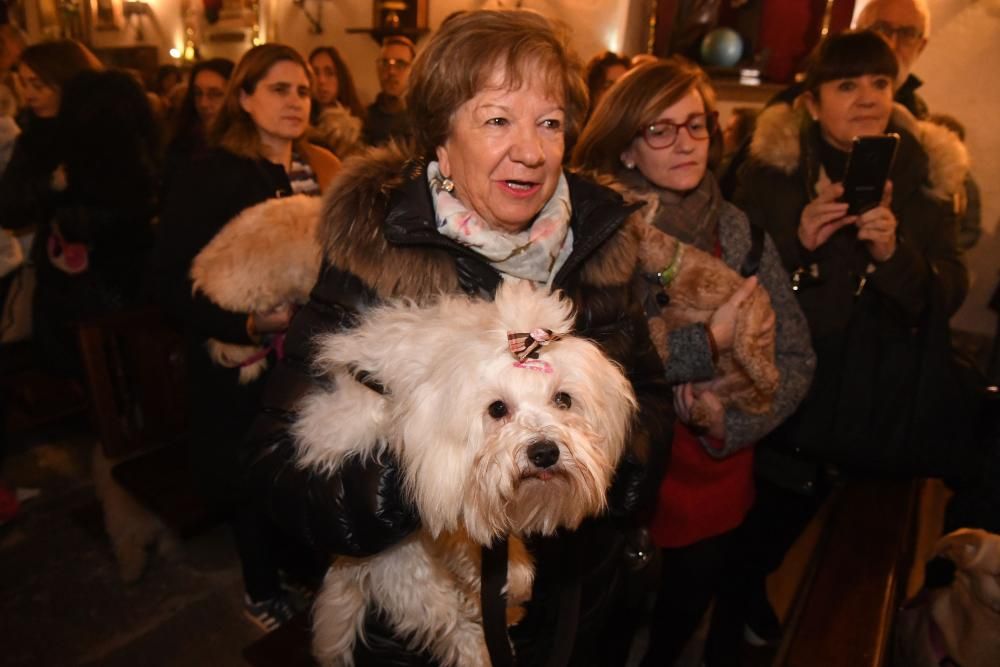 Bendición de mascotas en A Coruña