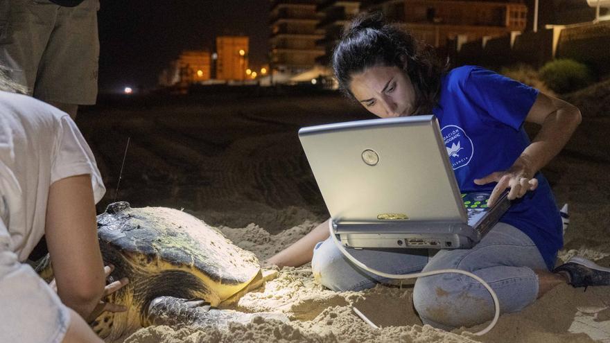 Una tortuga desova en Elche y es el cuarto anidamiento en una semana en la Comunitat