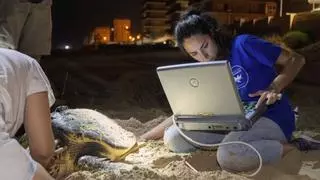 Una tortuga marina pone 78 huevos en la playa de Arenales
