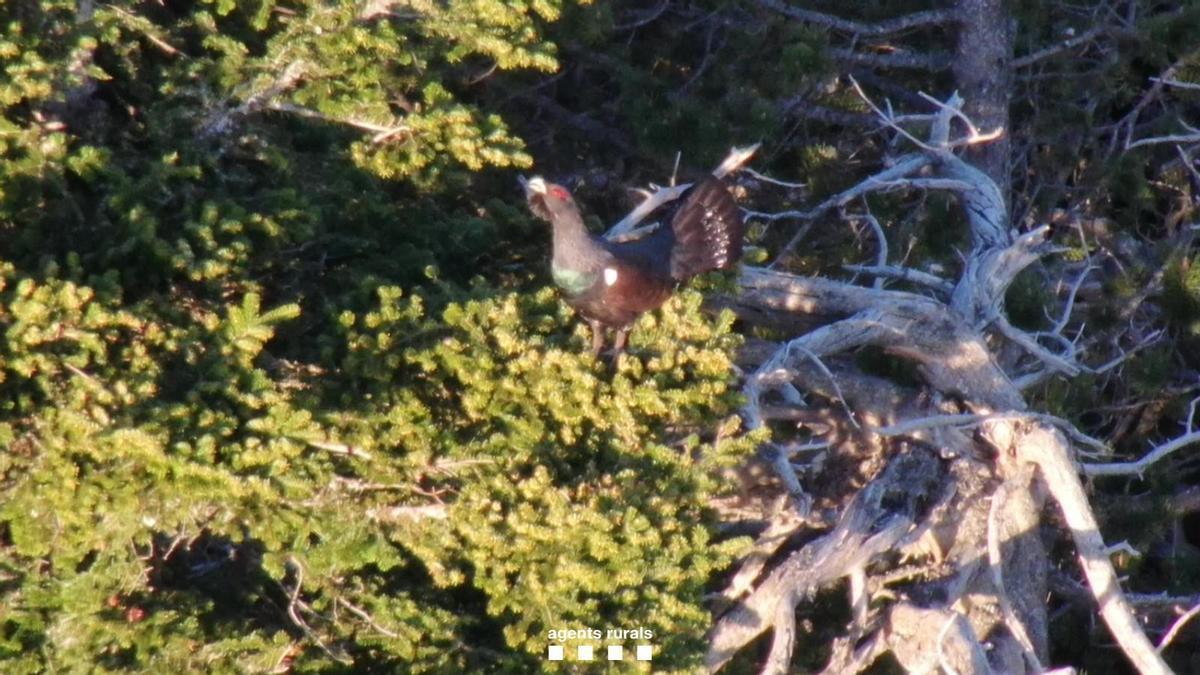 Un exemplar de gall fer identificat al Pirineu